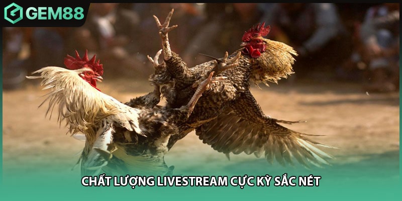 Chất lượng livestream cực kỳ sắc nét