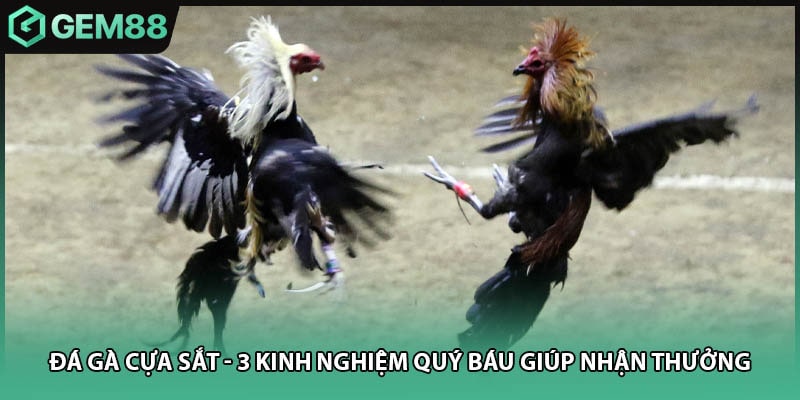 Đá Gà Cựa Sắt - 3 Kinh Nghiệm Quý Báu Giúp Nhận Thưởng