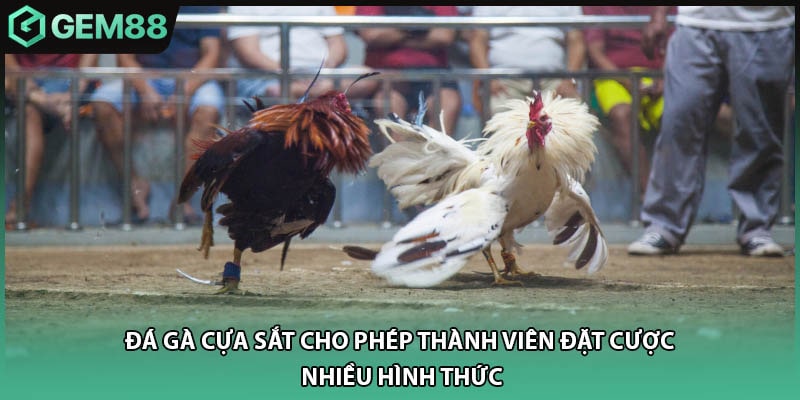 Đá gà cựa sắt cho phép thành viên đặt cược nhiều hình thức