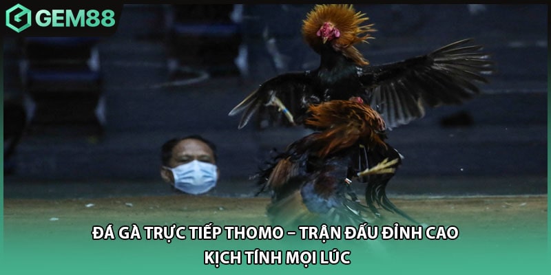 Đá Gà Trực Tiếp Thomo – Trận Đấu Đỉnh Cao, Kịch Tính Mọi Lúc