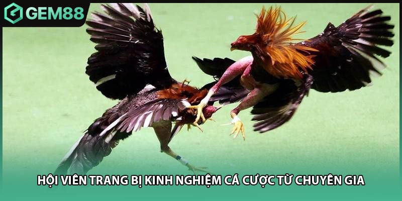 Hội viên trang bị kinh nghiệm cá cược từ chuyên gia