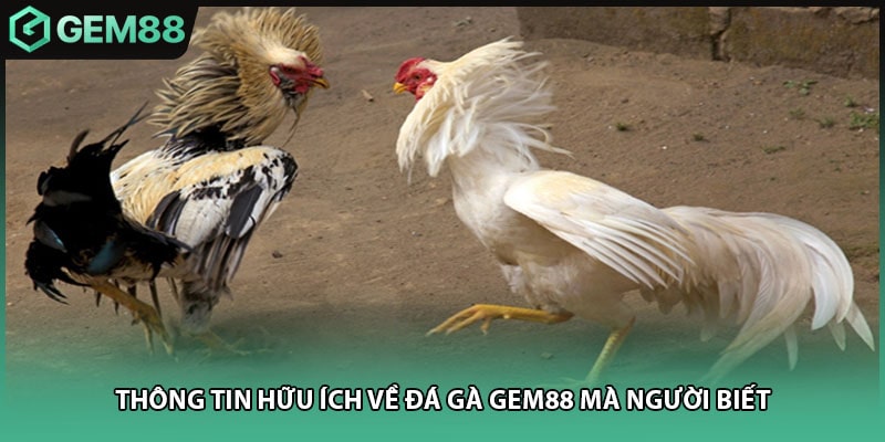 Thông tin hữu ích về đá gà Gem88 mà người biết